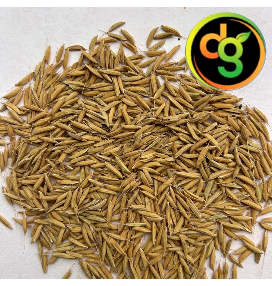 Freshly harvested Dehradun Basmati paddy grains